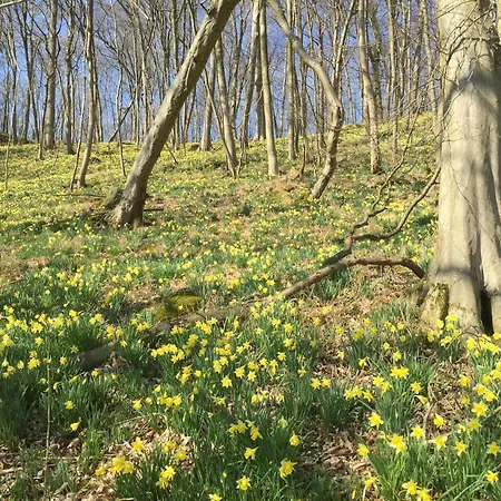 Venngasthof Zur Buche Hotel 3*