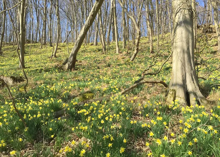 Venngasthof Zur Buche Hotel 3*